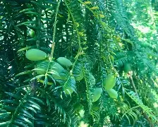 `榧灑p@奺l6?p)岰蘯>-唏郩鳣芊(跫?聻(闇囨棪248e)